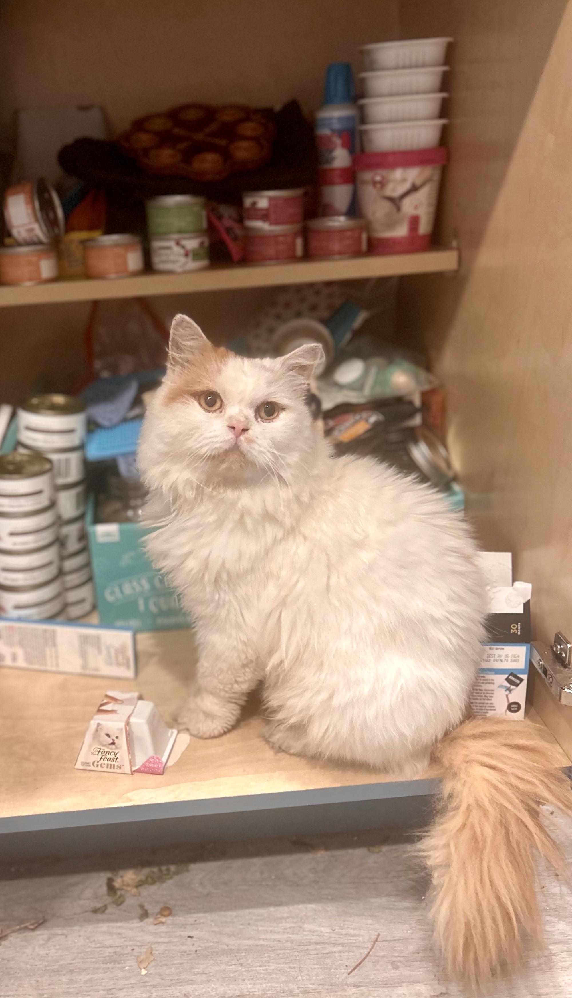Enlarge MORTY, a Adoptable Persian in Mahwah, NJ image 5/5