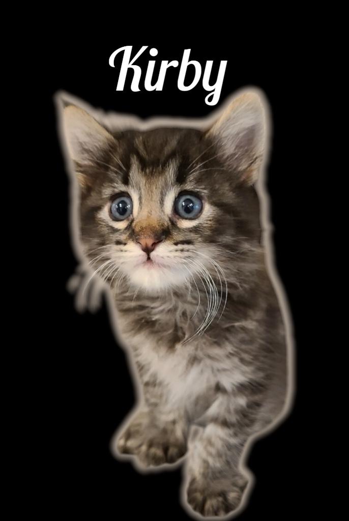 Enlarge Kirby, an adopted Domestic Medium Hair in Auburn, CA image 1/1