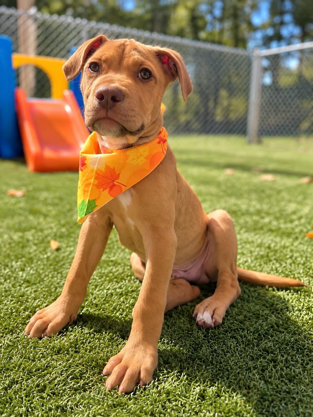 Enlarge PEYTON, a Adoptable mixed breed in Albany, NY image 5/6