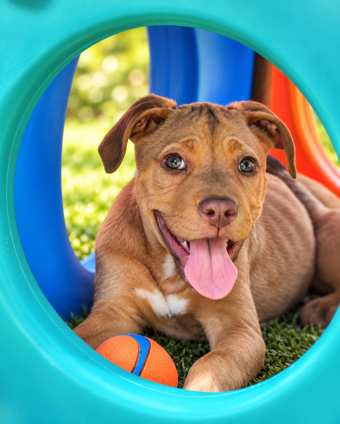 Enlarge PEYTON, a Adoptable mixed breed in Albany, NY image 2/6