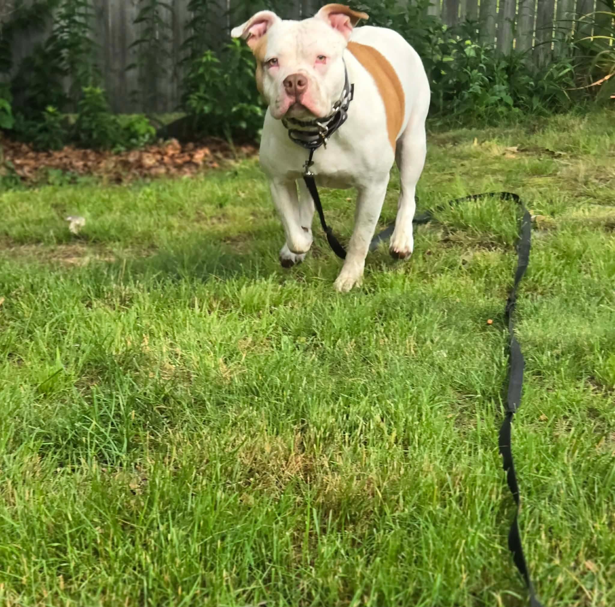Enlarge Khaleesi (Kali), a Adoptable mixed breed in Cranston, RI image 6/6
