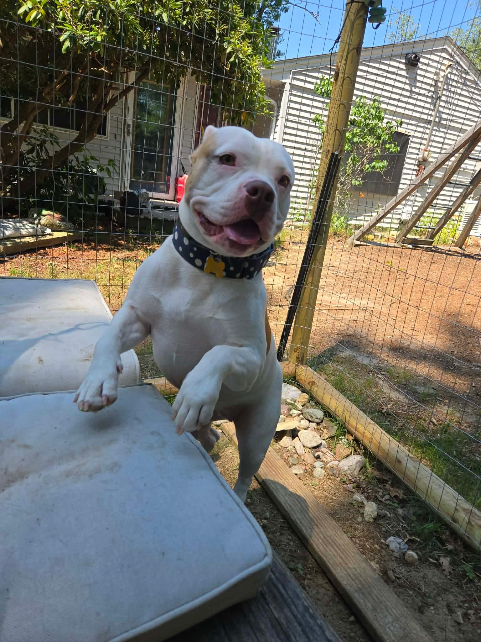 Enlarge Khaleesi (Kali), a Adoptable mixed breed in Cranston, RI image 5/6