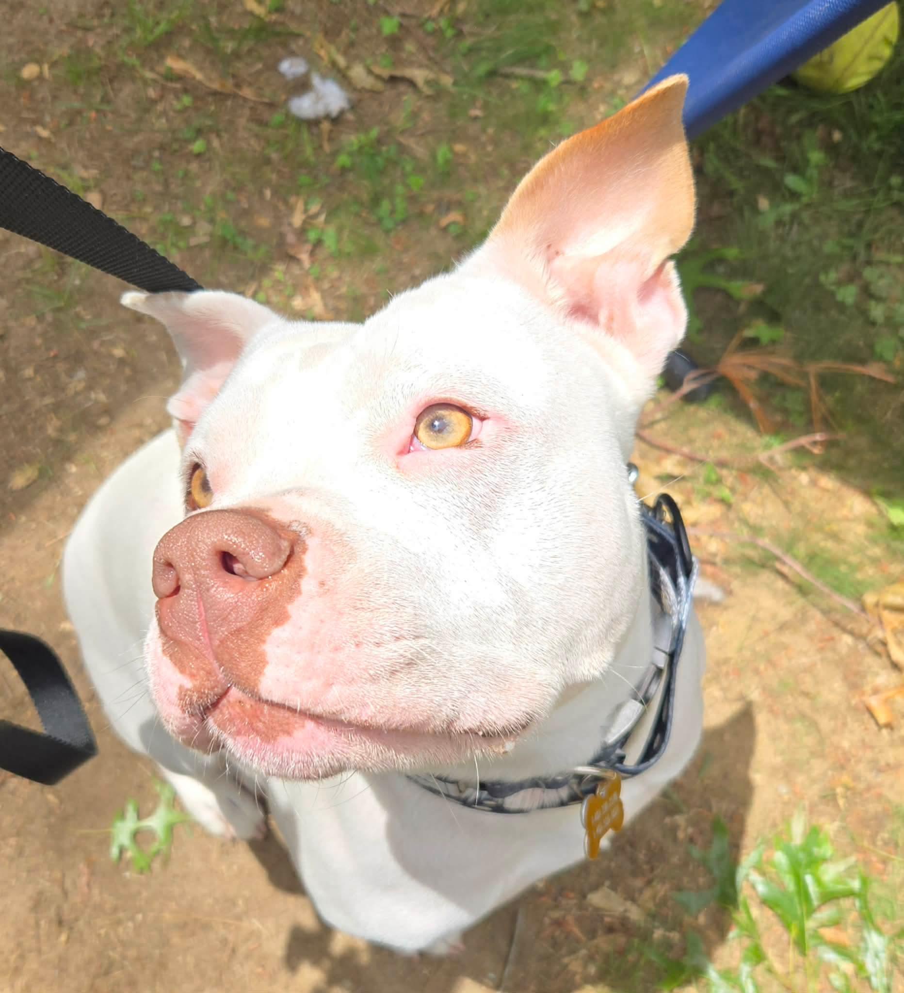 Enlarge Khaleesi (Kali), a Adoptable mixed breed in Cranston, RI image 2/6