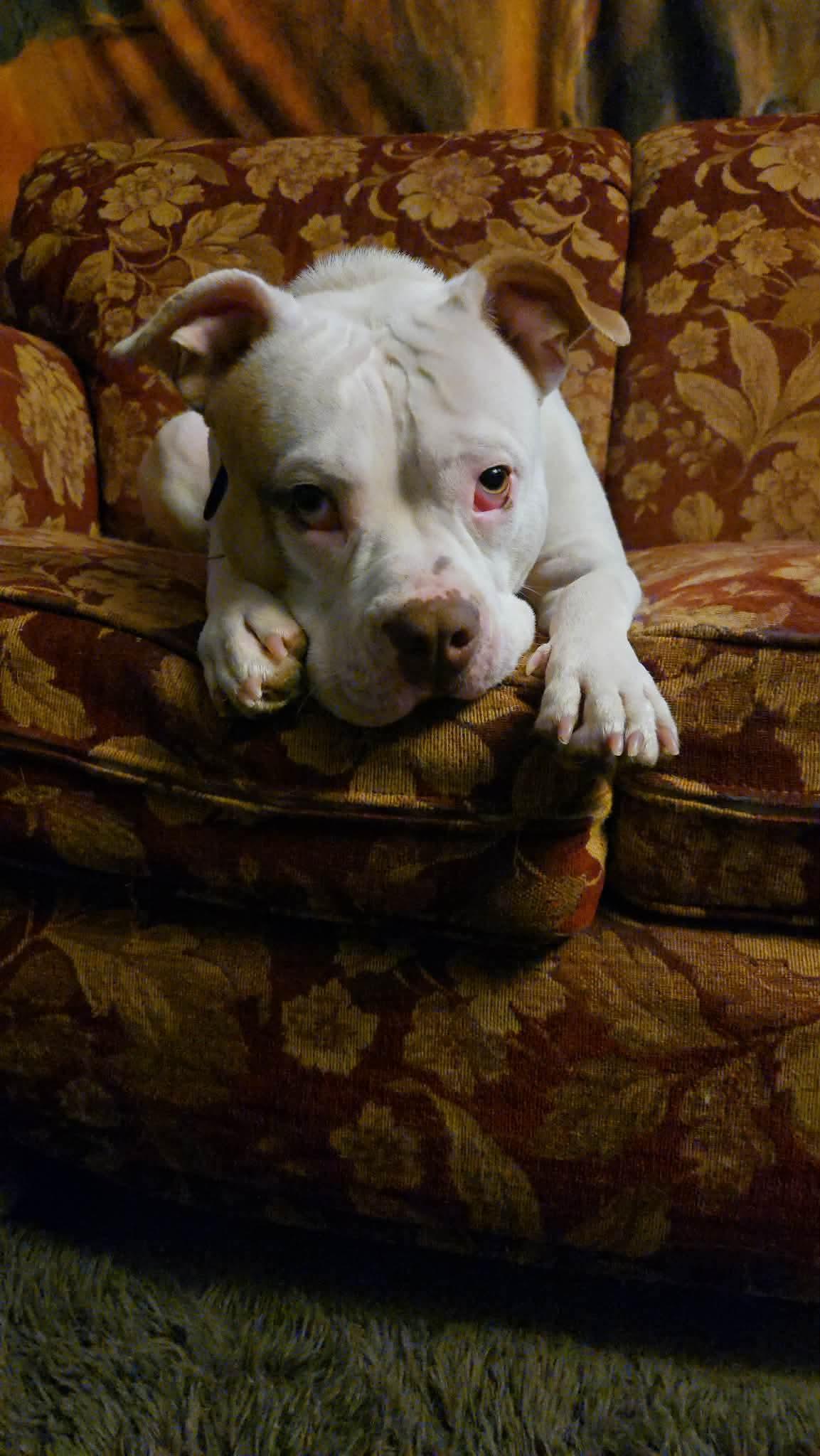 Enlarge Khaleesi (Kali), a Adoptable mixed breed in Cranston, RI image 4/6
