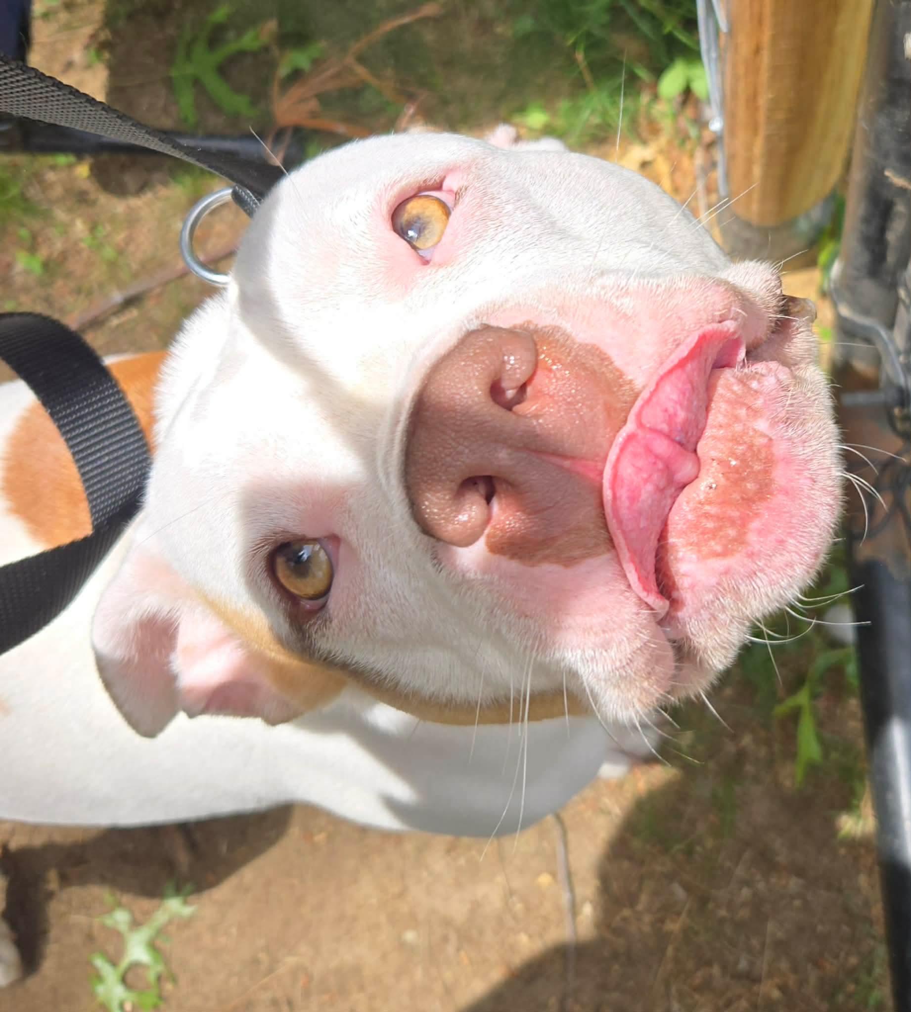 Enlarge Khaleesi (Kali), a Adoptable mixed breed in Cranston, RI image 3/6