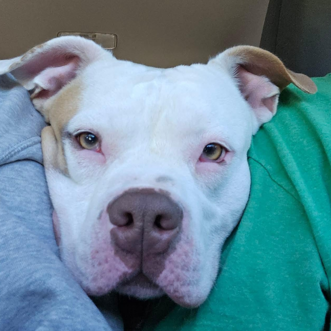 Khaleesi (Kali), Adoptable, Young Female American Bulldog & Bulldog.
