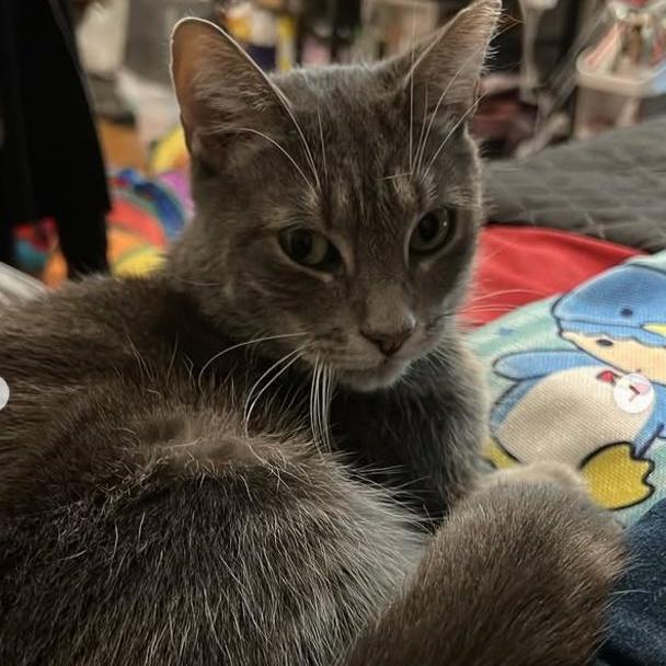 Enlarge Monkey, a Adoptable Tabby in Astoria, NY image 3/5