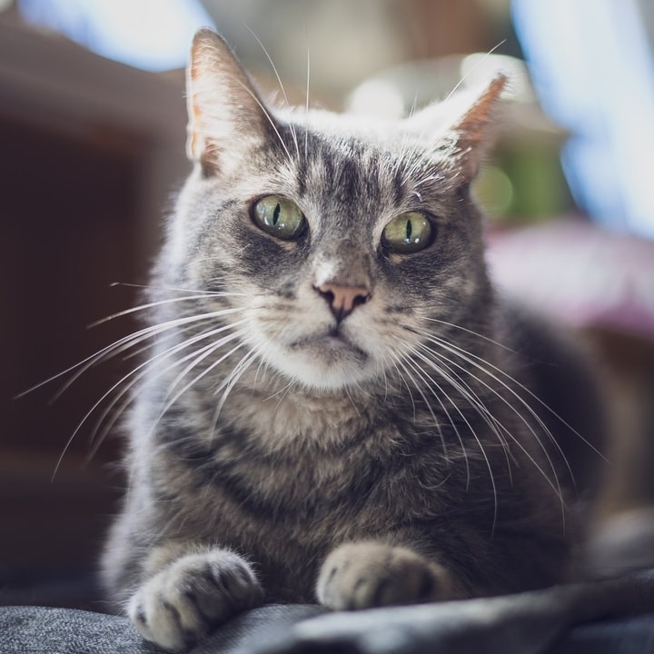 Monkey, Adoptable, Adult Male Tabby.