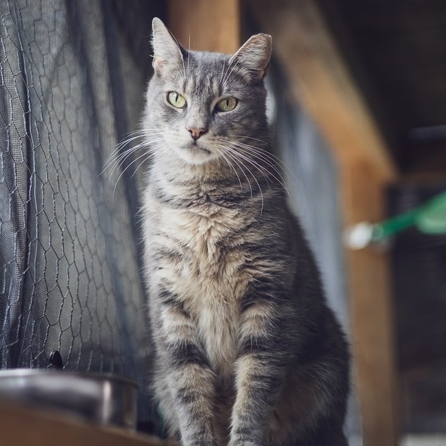 Enlarge Monkey, a Adoptable Tabby in Astoria, NY image 2/5