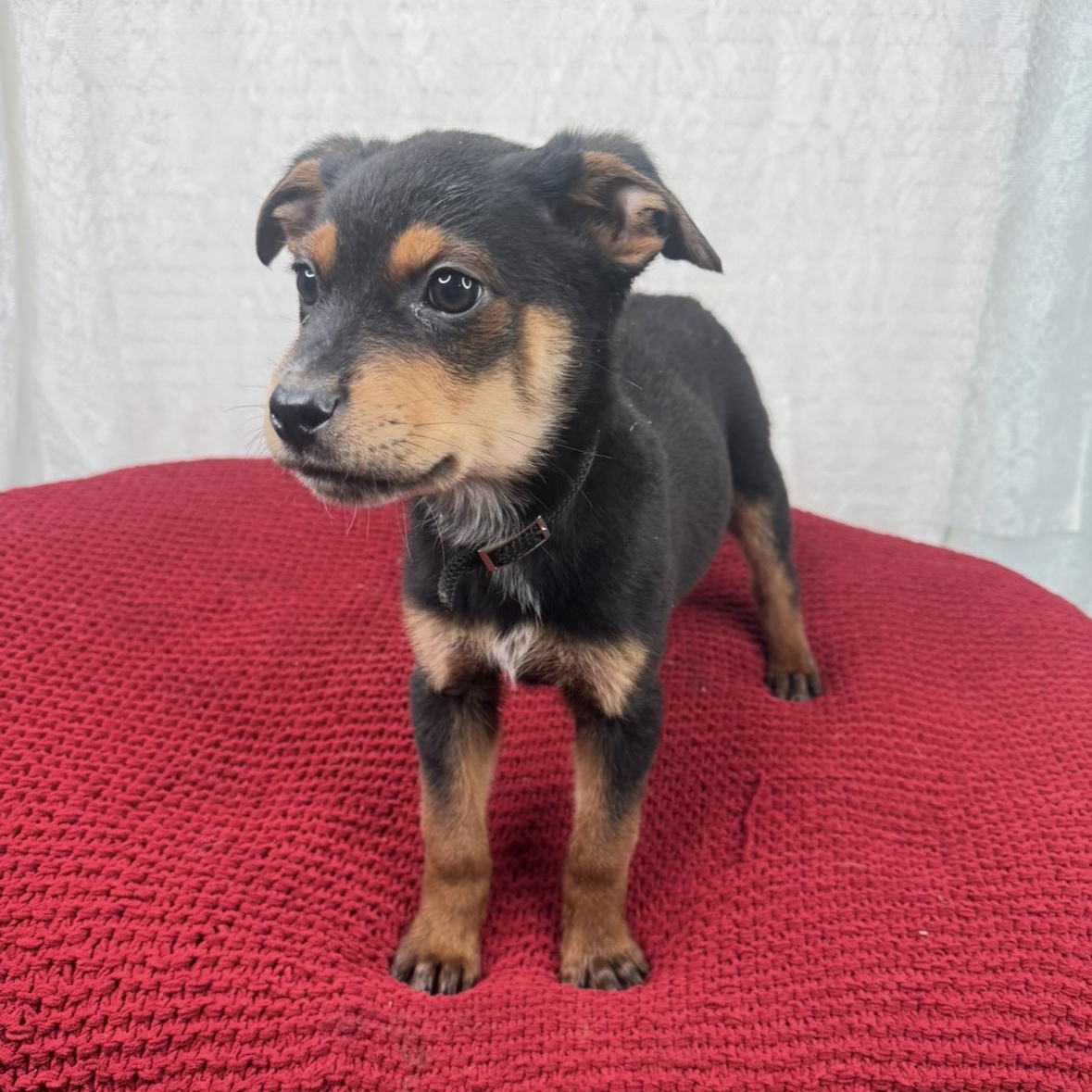 Enlarge Sawyer , a Adoptable mixed breed in Oglesby, IL image 5/6