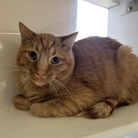 Silvio — thumbnail 2