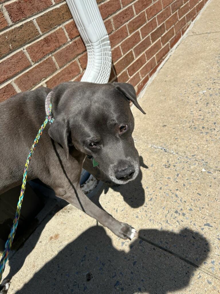 Enlarge Leo, a Adoptable mixed breed in Silver Spring, MD image 5/5