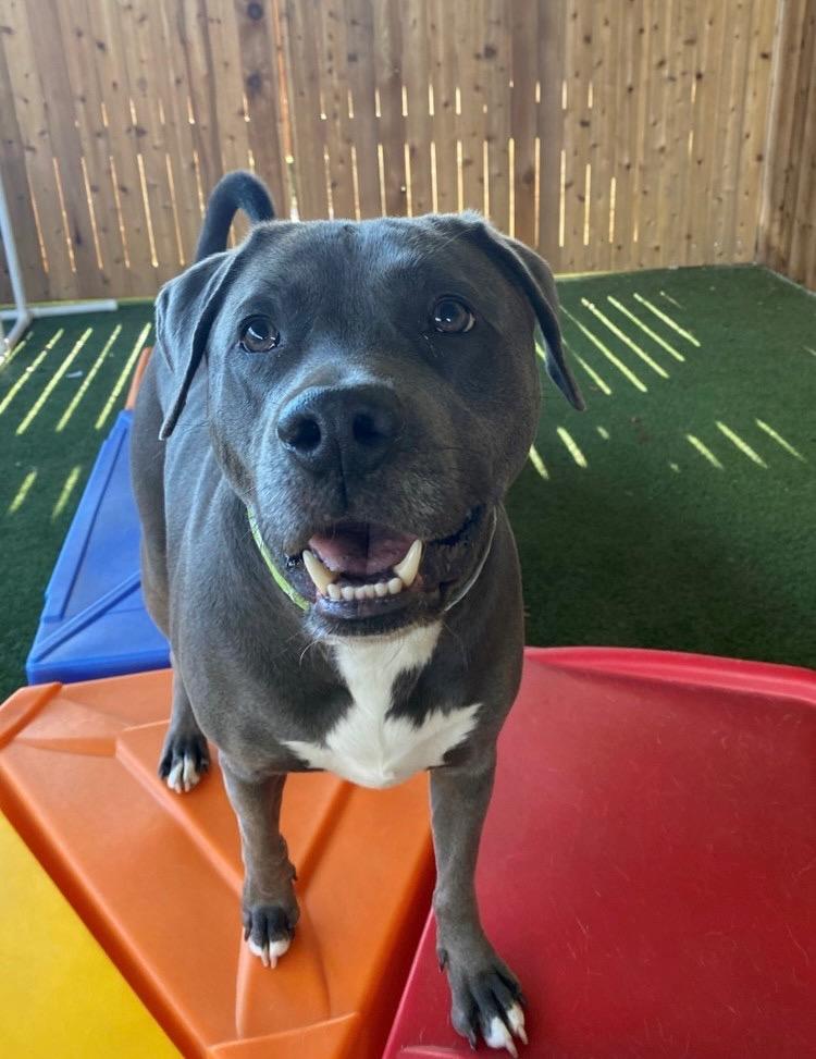 Enlarge Leo, a Adoptable mixed breed in Silver Spring, MD image 1/5