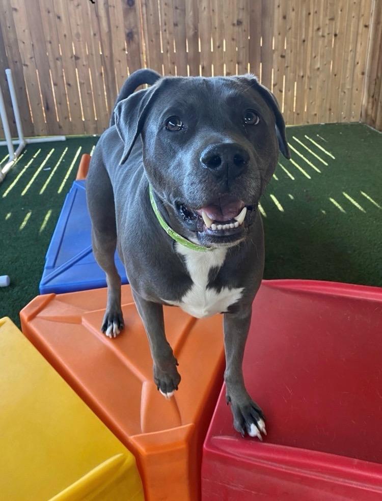 Enlarge Leo, a Adoptable mixed breed in Silver Spring, MD image 3/5