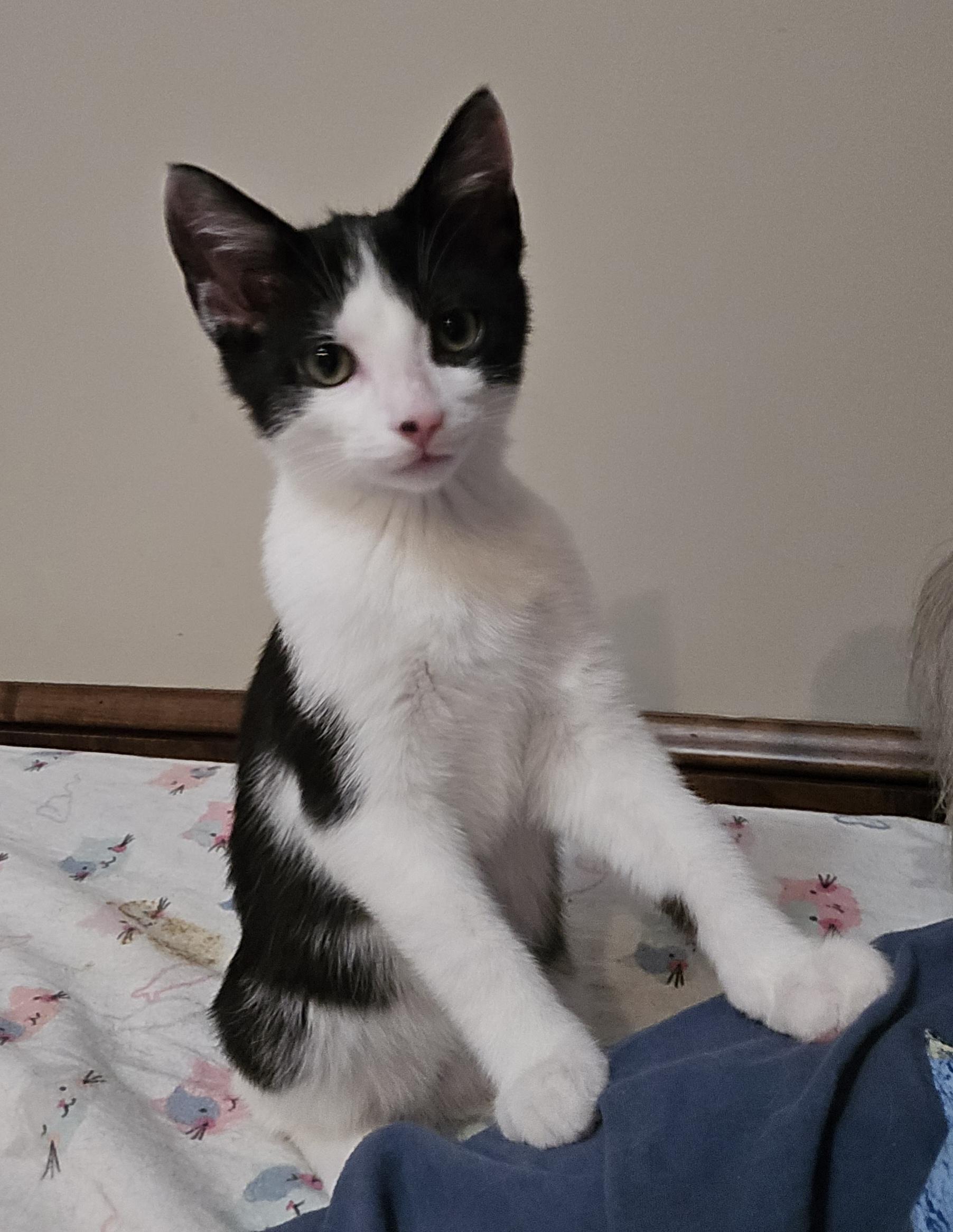 Hot Rod Kittens: Spitfire , ADOPTABLE, Kitten Male Domestic Short Hair.