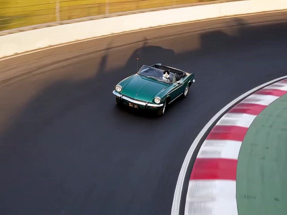 Enlarge Hot Rod Kittens: Spitfire , a ADOPTABLE Domestic Short Hair in Leesburg, VA video 2/2