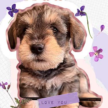 Spitz, Adopted, Puppy Male Miniature Schnauzer.