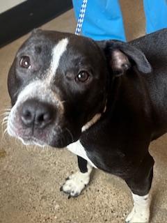 Enlarge Sassy, an adopted mixed breed in Cleveland, OH image 1/2