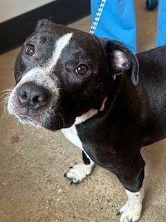 Enlarge Sassy, an adopted mixed breed in Cleveland, OH image 2/2