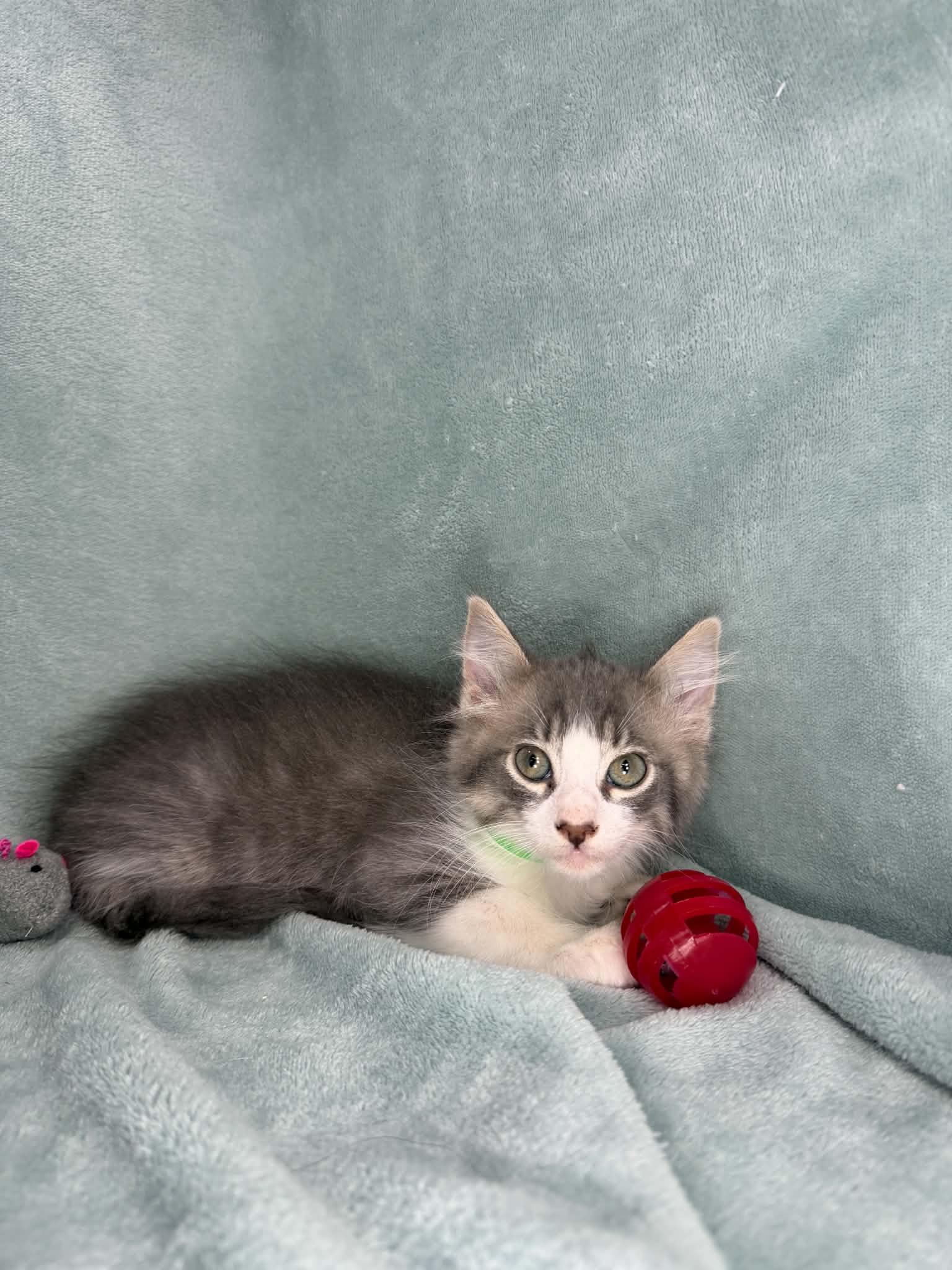 Francisco, a ADOPTABLE Domestic Medium Hair in Tavares, FL image 3/3