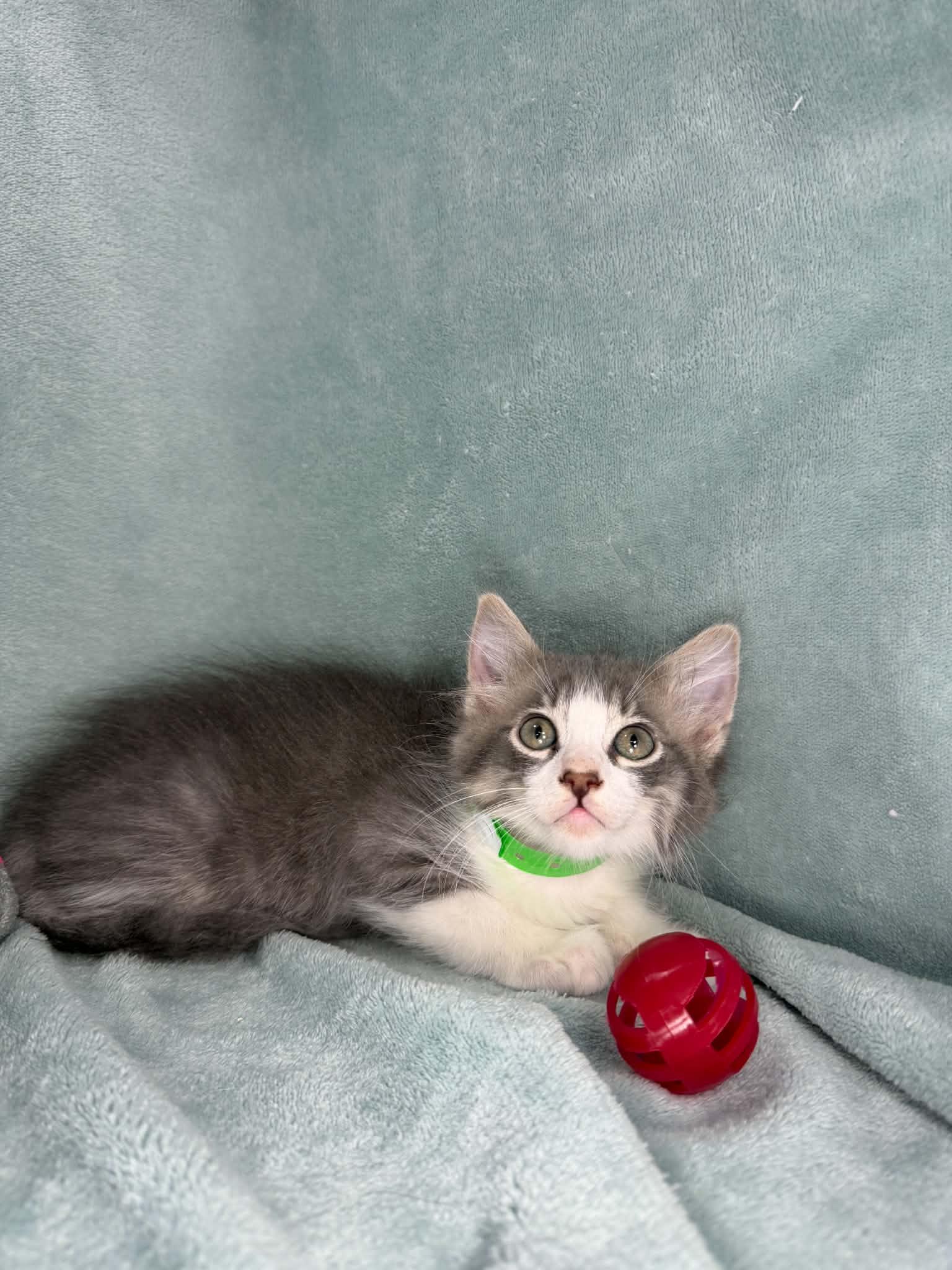 Francisco, a ADOPTABLE Domestic Medium Hair in Tavares, FL image 2/3