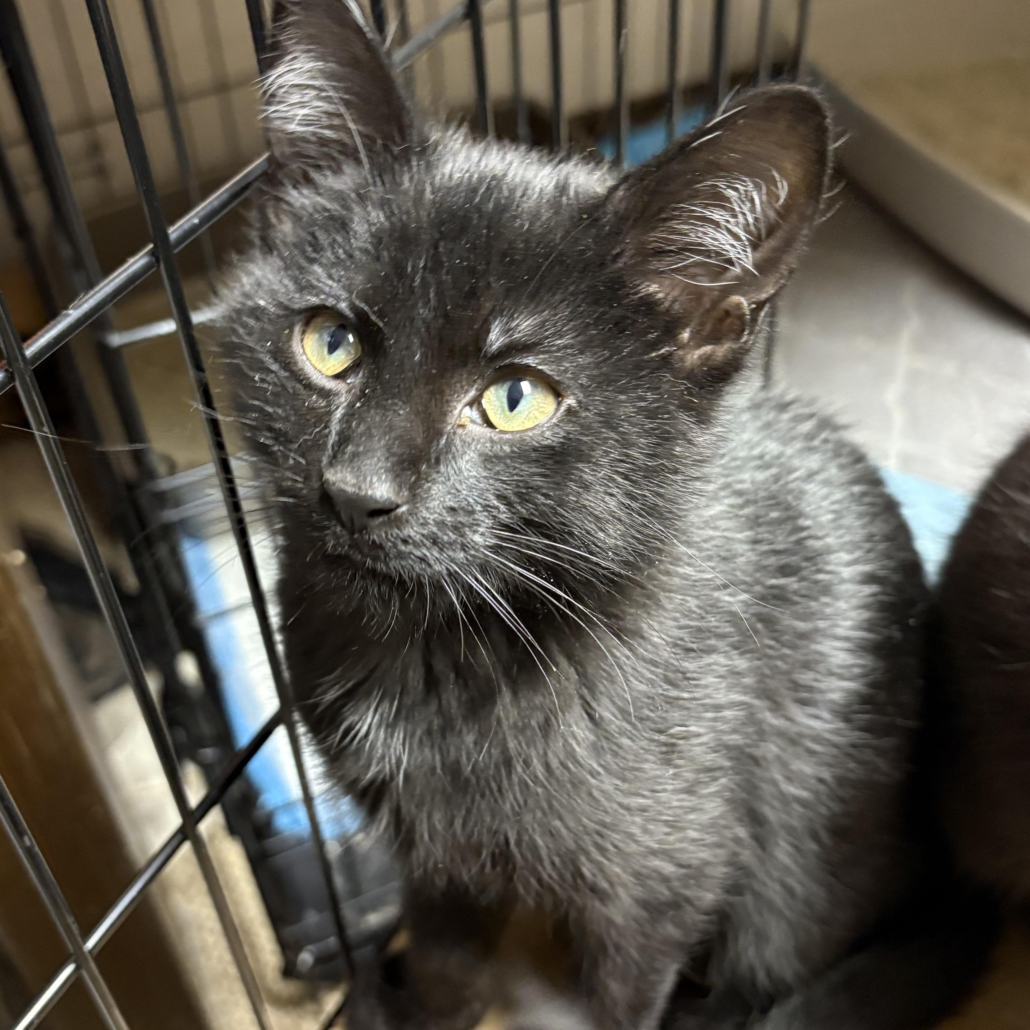 Enlarge Jinu , an adopted Domestic Short Hair in Austintown, OH image 2/2