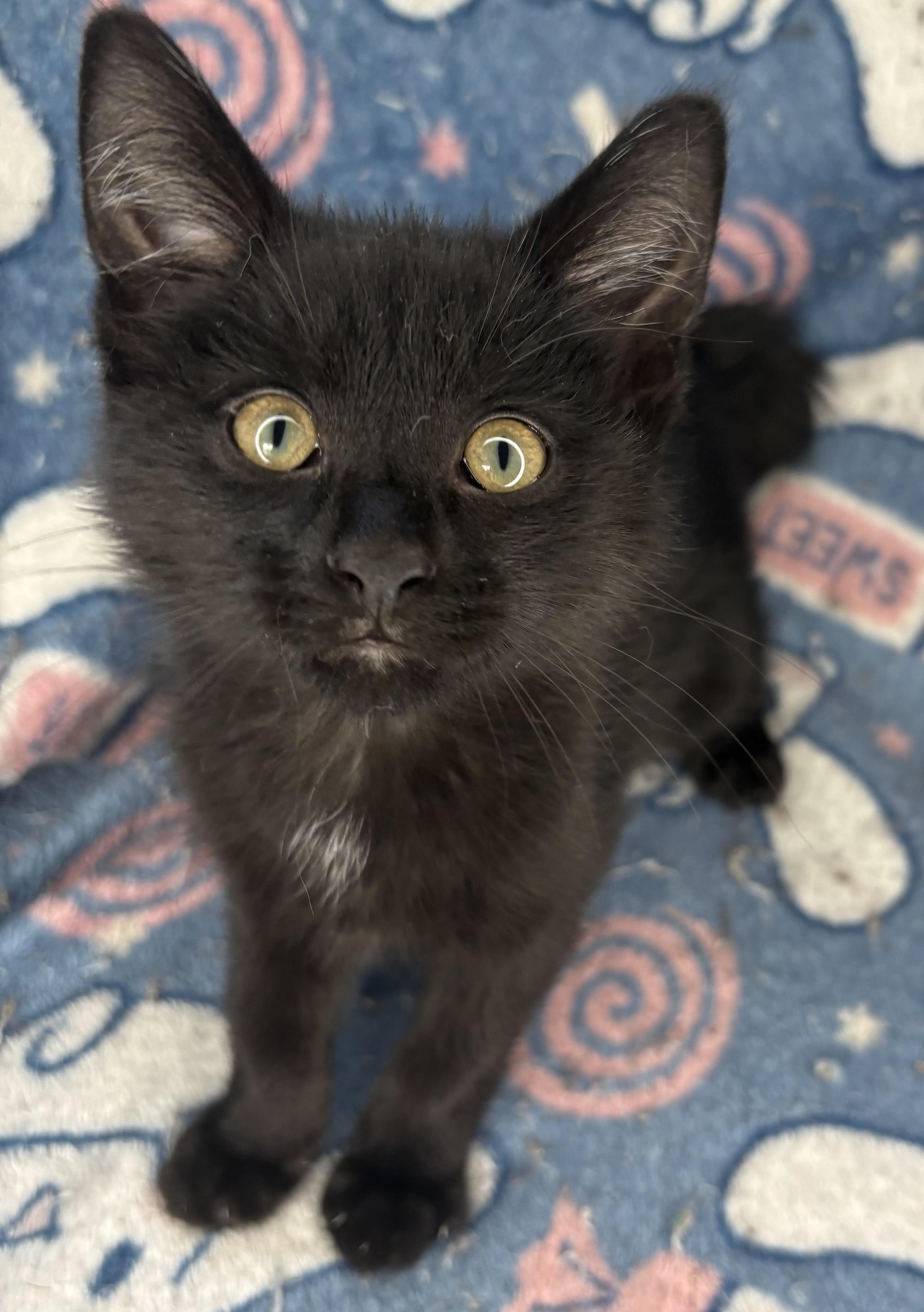 Enlarge Jinu , an adopted Domestic Short Hair in Austintown, OH image 1/2