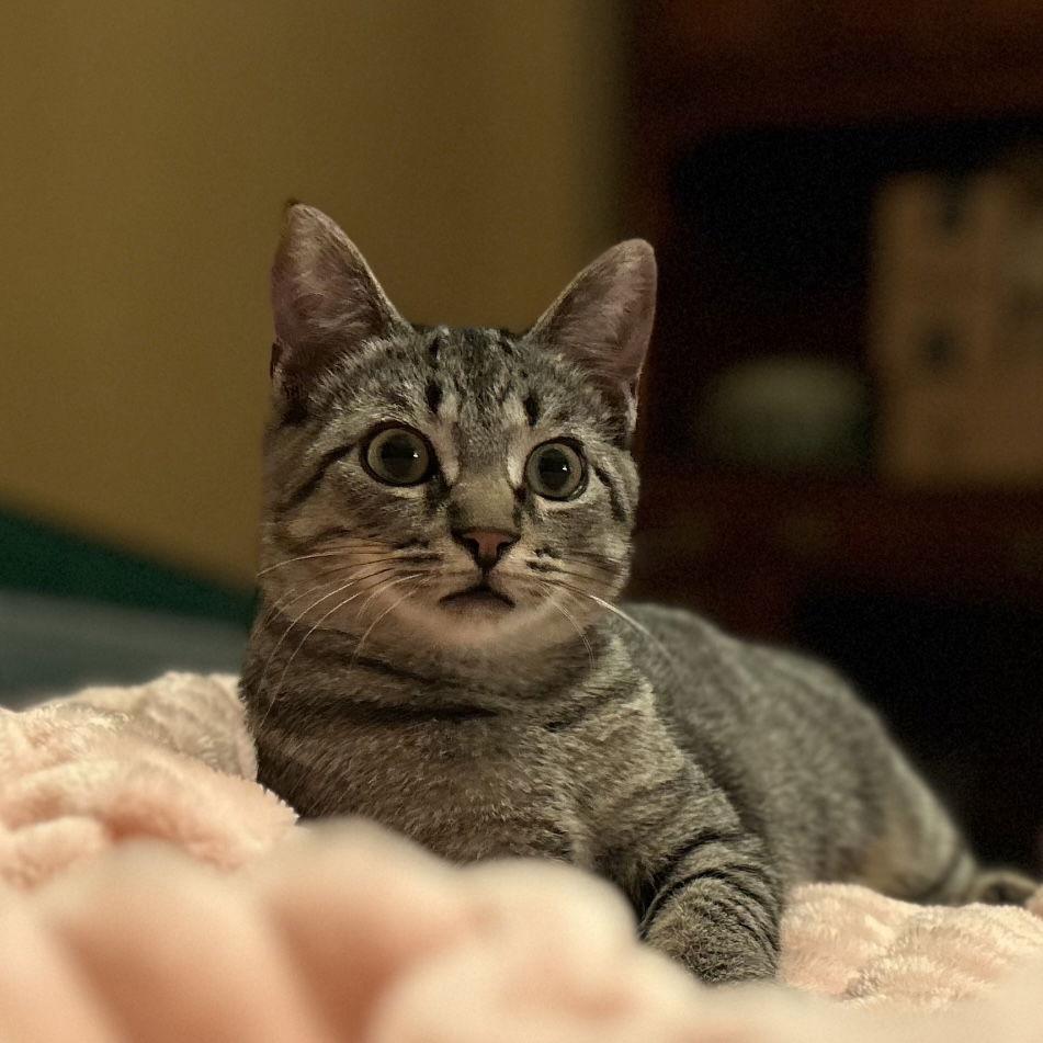 Cinza, Adoptable, Adult Female Domestic Short Hair.