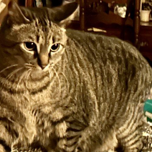 Cinza, a Adoptable Domestic Short Hair in Fishers, IN image 2/4