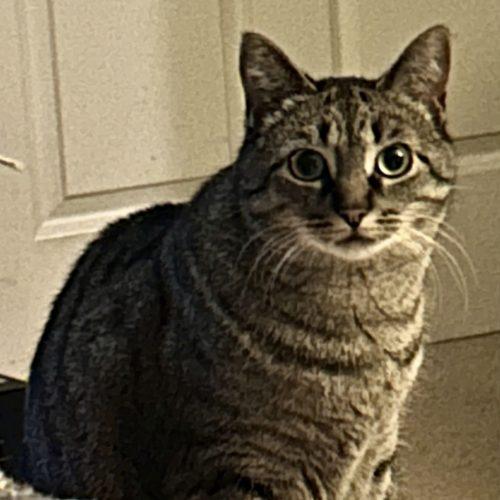Cinza, a Adoptable Domestic Short Hair in Fishers, IN image 3/4