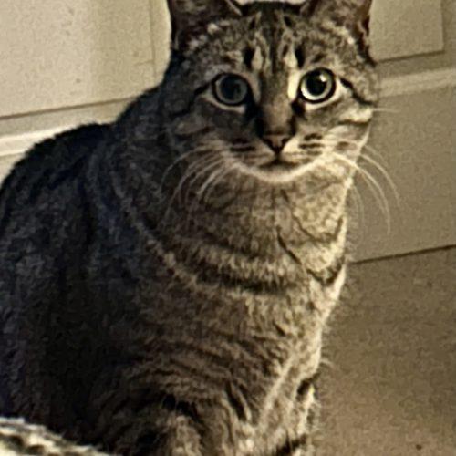 Cinza, a Adoptable Domestic Short Hair in Fishers, IN image 4/4