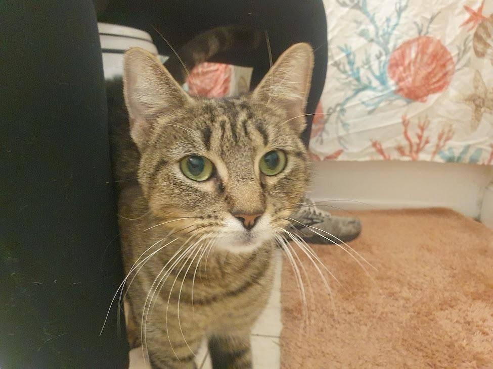 Enlarge Yangtze River, a Adoptable mixed breed in Parkville, MD image 1/6