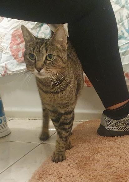 Enlarge Yangtze River, a Adoptable mixed breed in Parkville, MD image 2/6