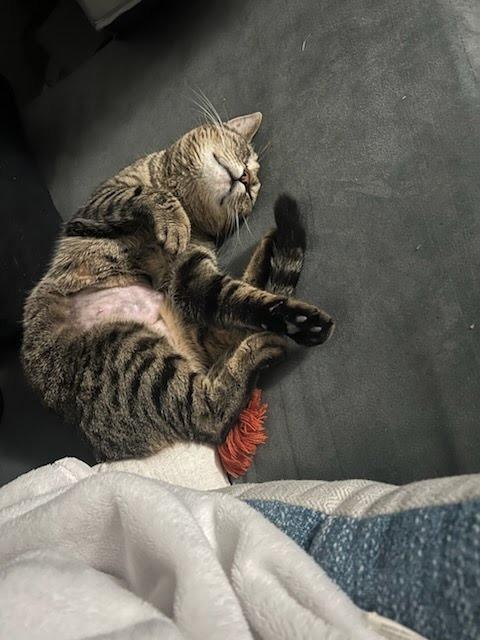 Enlarge Yangtze River, a Adoptable mixed breed in Parkville, MD image 3/6