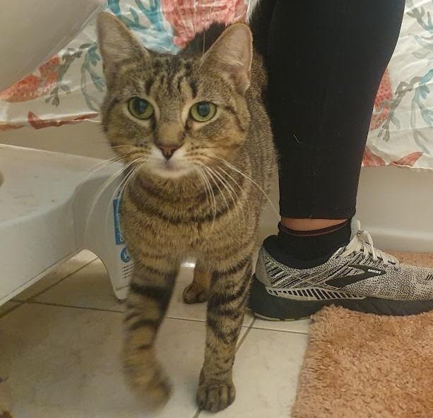 Enlarge Yangtze River, a Adoptable mixed breed in Parkville, MD image 5/6