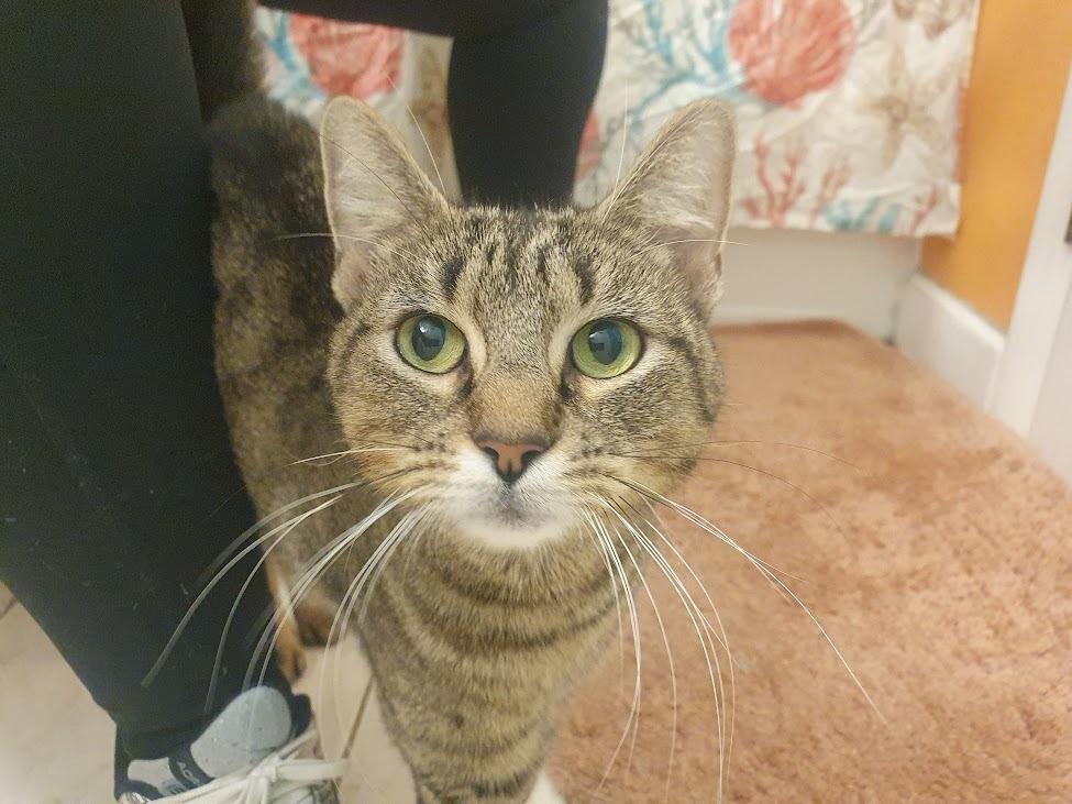 Enlarge Yangtze River, a Adoptable mixed breed in Parkville, MD image 6/6