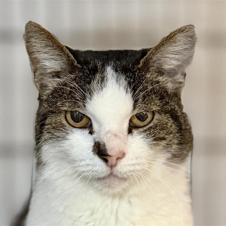 Sherlock, Adoptable, Adult Male Domestic Medium Hair.