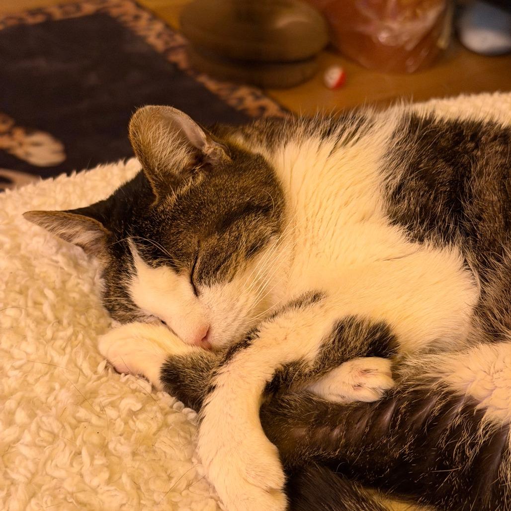 Sherlock, Adoptable, Adult Male Domestic Medium Hair.