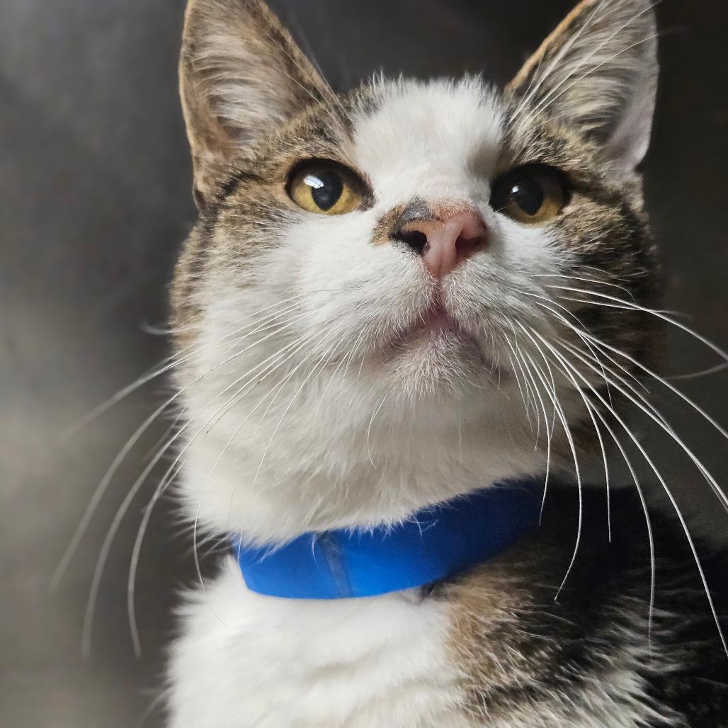 Sherlock, a Adoptable Domestic Medium Hair in New York, NY image 2/6