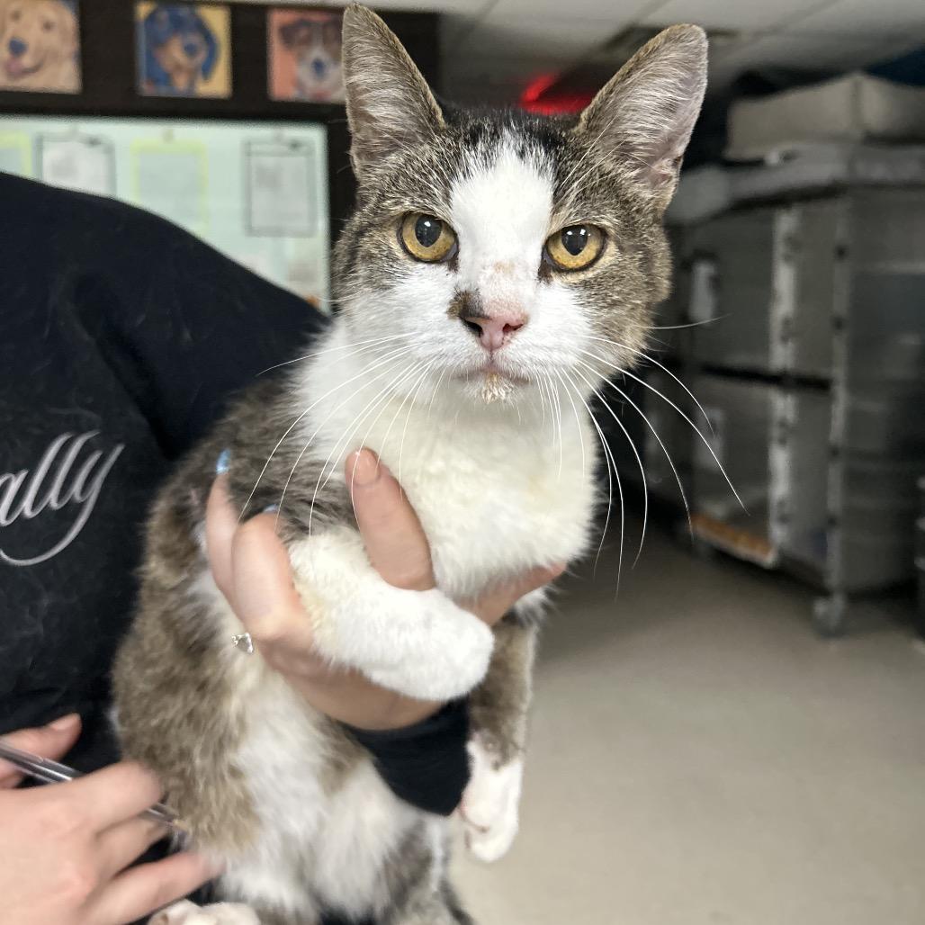 Sherlock, a Adoptable Domestic Medium Hair in New York, NY image 3/6