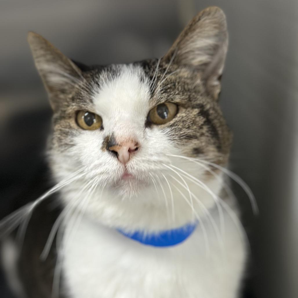 Sherlock, a Adoptable Domestic Medium Hair in New York, NY image 4/6