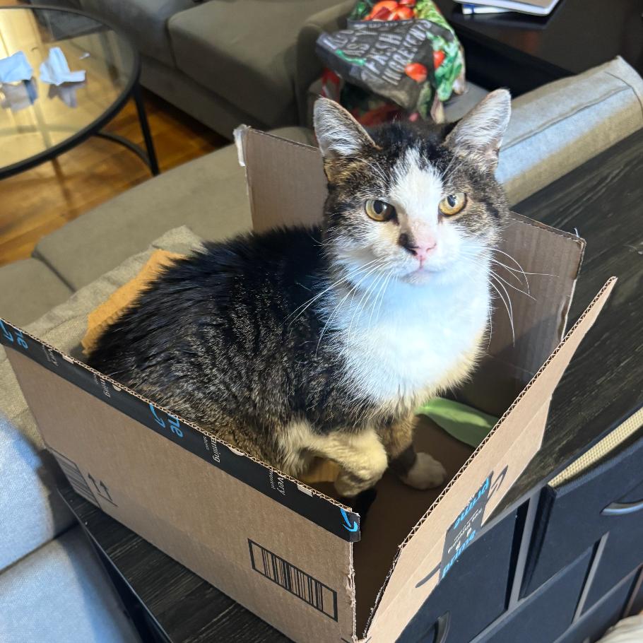 Enlarge Sherlock, a Adoptable Domestic Medium Hair in New York, NY image 4/5