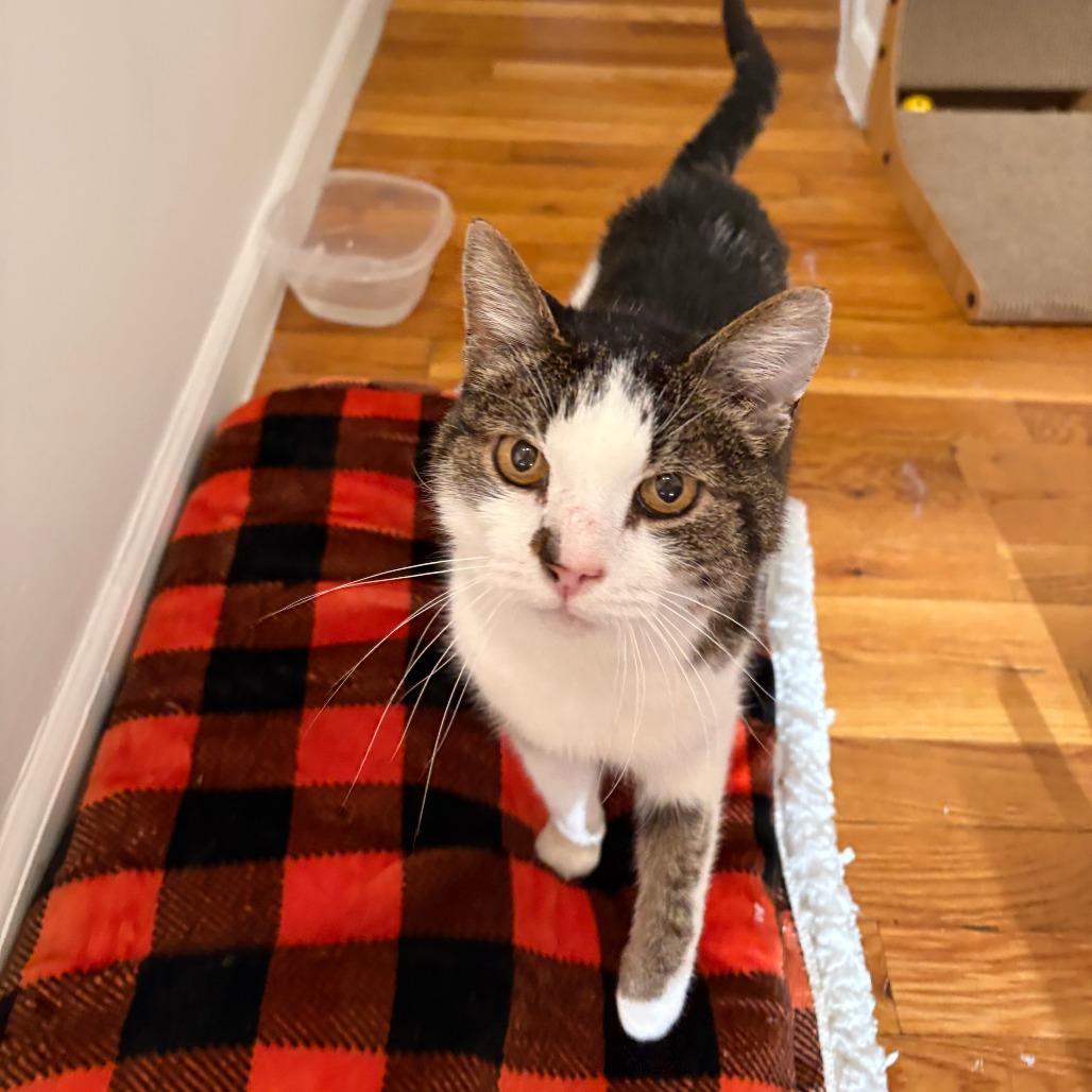 Enlarge Sherlock, a Adoptable Domestic Medium Hair in New York, NY image 4/6