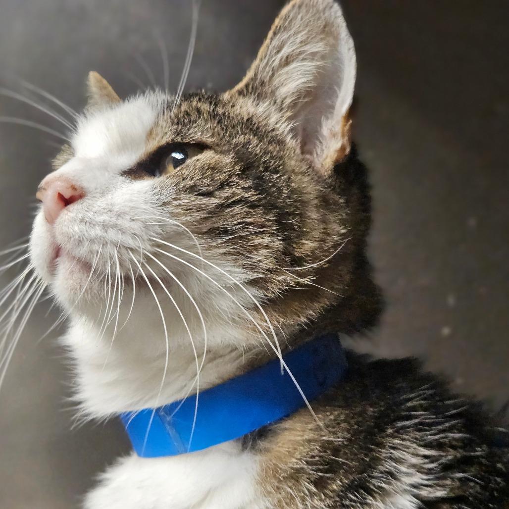 Sherlock, a Adoptable Domestic Medium Hair in New York, NY image 5/6