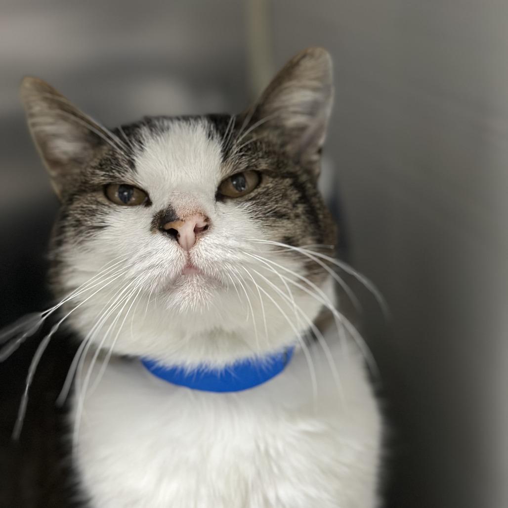 Sherlock, a Adoptable Domestic Medium Hair in New York, NY image 6/6