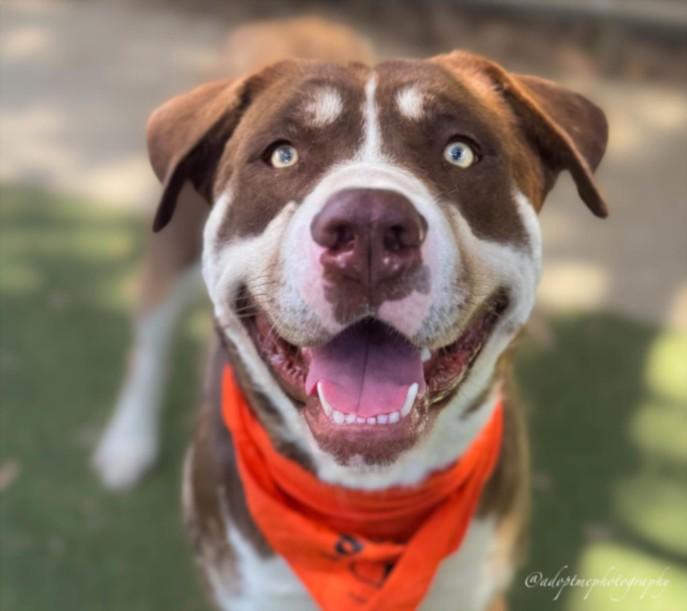 HENRY, Adoptable, Adult Male Pit Bull Terrier.