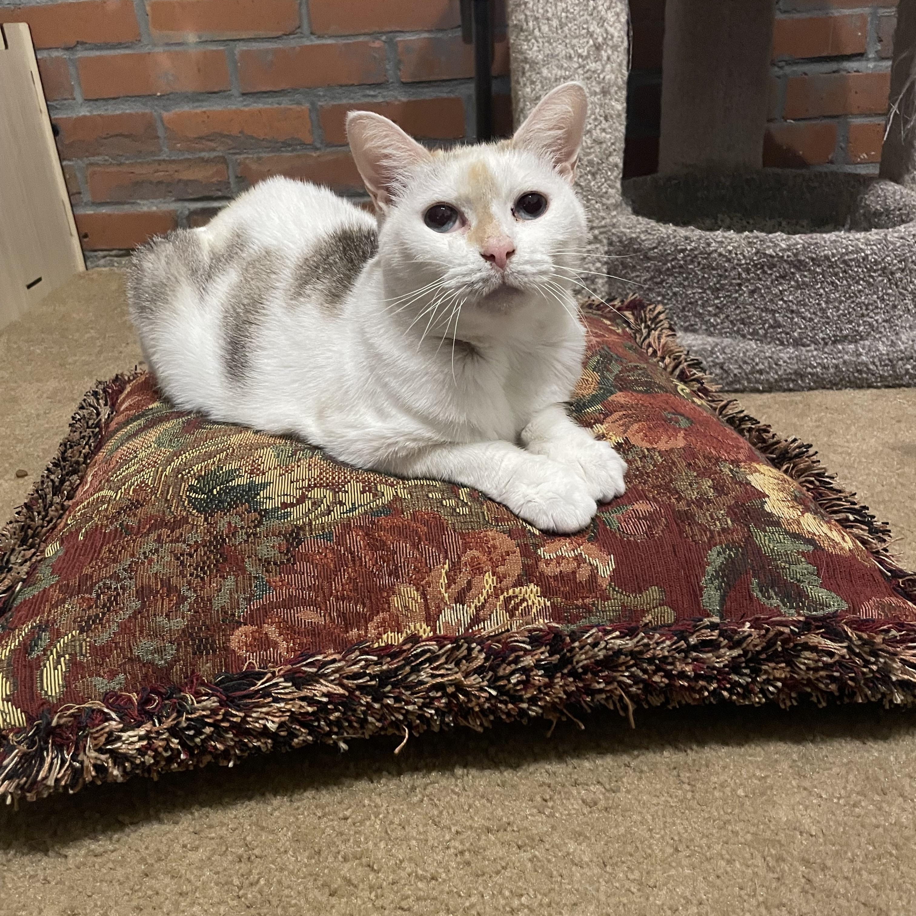 Taylor, a Adoptable mixed breed in Fountain Inn, SC image 2/4