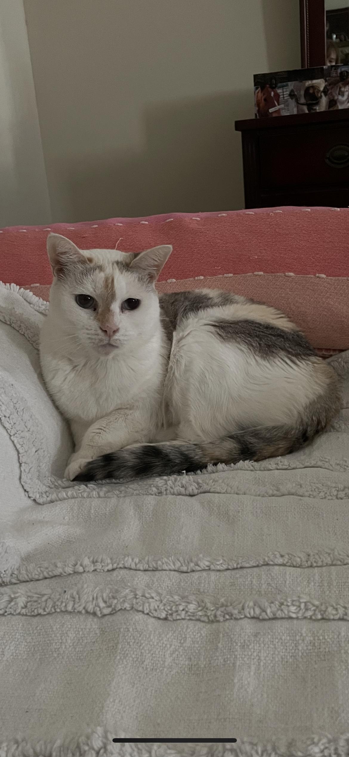 Taylor, Adoptable, Adult Female Siamese.