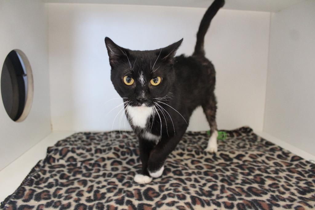 Enlarge Necco, a ADOPTABLE Domestic Short Hair in Chestertown, MD image 2/3