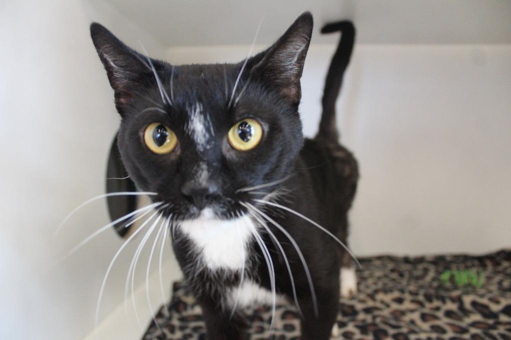 Enlarge Necco, a ADOPTABLE Domestic Short Hair in Chestertown, MD image 3/3
